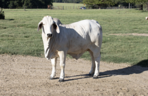 Small Ranch, Big Cattle – Boyette Brahmans